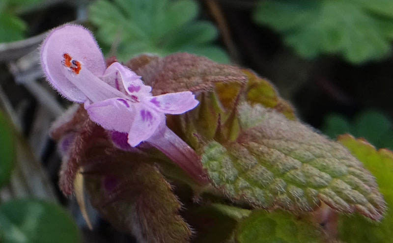 Lamium purpureum / Falsa ortica purpurea